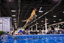 Dock Diving