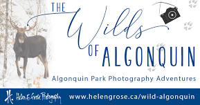 The Wilds of Algonquin Photography Adventure 2024