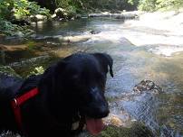 Conasauga River Trail memorial weekend, very difficult