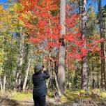 MIWP Forest Classroom:  Guided Hike in the North End Forest/Calendar/Madeline Island Wilderness Preserve — La Pointe Wisconsin | Apostle Islands | Lake Superior | Hiking Trails | Trail Maps | Cross C