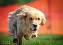 Hudson Valley Golden Retriever Club — Showcase for Dogs