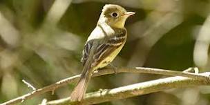 Spring Birding By Ear with Libby Mills