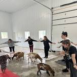 Goat Yoga