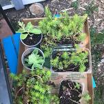 June Plant Swap