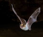 Beneficial Bats! Bat Activity Monitoring- Evening Program