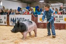 4-H & FFA Swine Showmanship Clinic