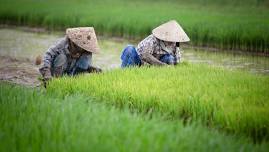 Organic Farm Tour and Lunch