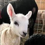 Sheep to Yarn Demonstration