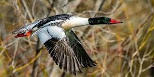 Birding at Wilson Springs Pond