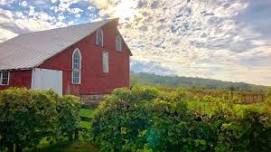 Music in the Vines with Brian Beard