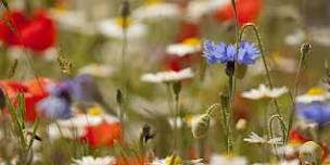 Abberton Wildflower Identification Course for Beginners