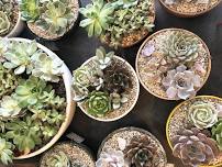 DIY Succulent Workshop -55+Only (Furniture & Things Community Event Center)