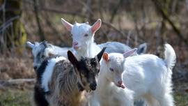 Pet the Goats – Library Summer Reading Program Kick-off