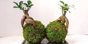 Bonsai Kokedama with Nodest Plants