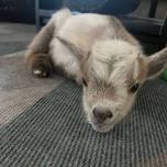 Baby Goat Cuddle Time