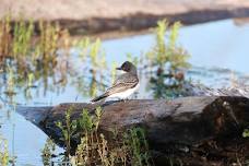 EARLY SUMMER BIRDING IN ESSEX WOODS