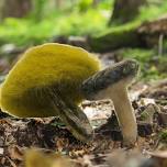 Needle Felted Mushrooms