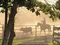 Cattle Play Day