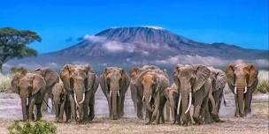 Day Tour to Amboseli National Park