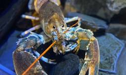 National Lobster Hatchery – Locals Weekend 50% Off This Weekend Only