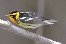 Warbler Trek at Riding Mountain National Park