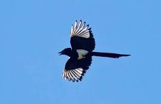 Bird and Nature Outing at Castlewood Canyon