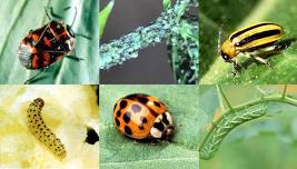 Integrated Pest Management