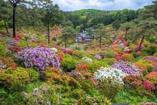 Shiofune Kannonji Azalea Festival | Shiofune Kannonji Temple | Things to do in Tokyo