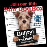 The Dog Box Challenge 2024- 10 Year Celebration!