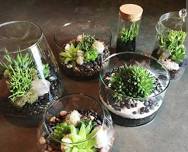 Terrarium Building for All Ages!