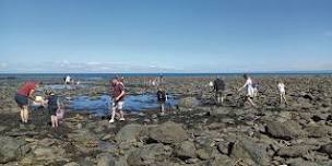 Lyn Nature Watch - Rockpool Safari