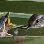 Drop-in Activity: Nature Photography with Karine Aigner