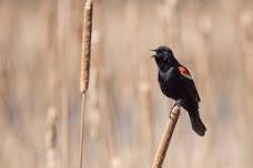 Birding at Canoe Meadows