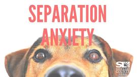 Separation Anxiety: How to Help Your Dog