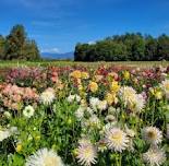 Whatcom County Dahlia Society - Informative Growers Meeting