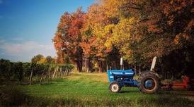 Harvest Festival