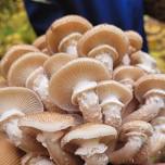 Wild Mushroom Classroom (Off Season)