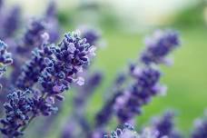 Hoshyla Farms Lavender Festival