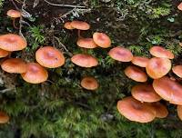 Mushroom Walk with Chris Baker, The Chicory Naturalist