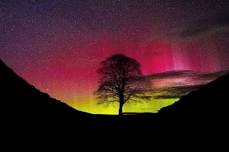 Sycamore Gap in Ponteland