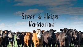 Steer & Heifer Validation #2