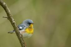 Beginner Birding and Bird Walk at Meadowbrook