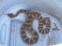 Rattlesnake Avoidance Training