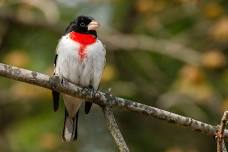 Let's Go Birding! w/ Greg Bodker