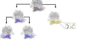 QBI/ Altos Labs Macromolecular Conformational Ensembles Workshop