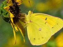 Butterfly Host & Nectar Plants!