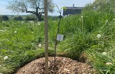 Tree-planting at Salt Bay Farm