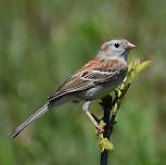 Bird Banding for Families