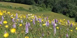 Hay Meadow Management