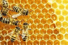 The Role of Honeybees